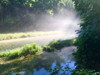 Scenic view of trees against sky