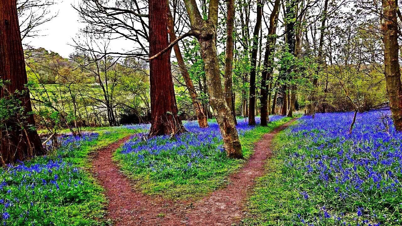 tree, growth, tranquility, tranquil scene, beauty in nature, nature, green color, scenics, flower, plant, tree trunk, landscape, grass, freshness, footpath, the way forward, field, forest, day, idyllic