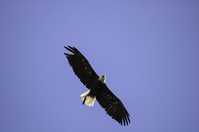 Low angle view of eagle flying against clear blue sky