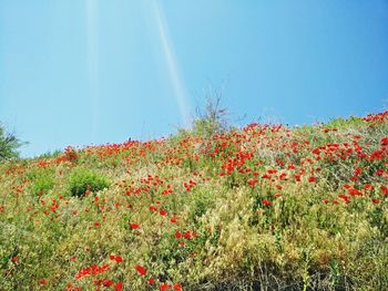Close-up of plants on field against sky