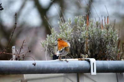 Bird perching on metallic pipe