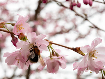 Close-up of cherry blossom