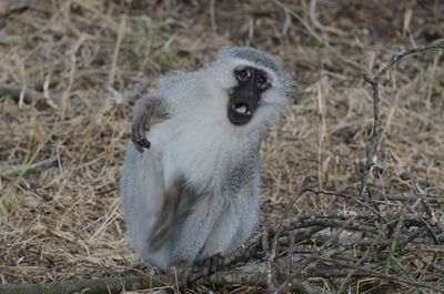 Monkey sitting on field