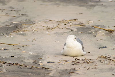 Close-up of seagull on sand