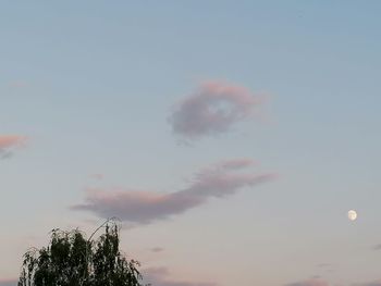 Low angle view of tree against sky at sunset