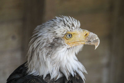 Close-up of a bird