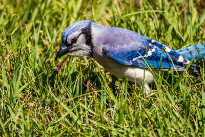 Close-up of bird on grassy field