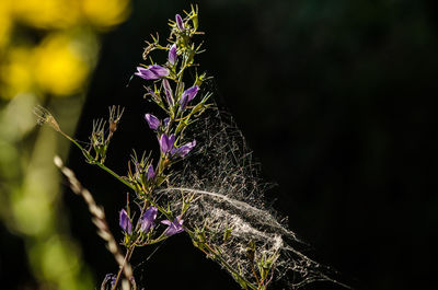 Close-up of purple flowers