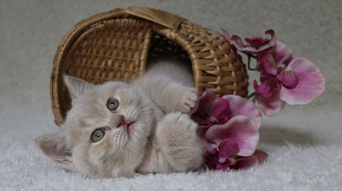 Close-up of cat in basket