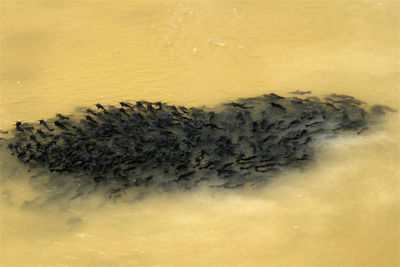 High angle view of animal in sea