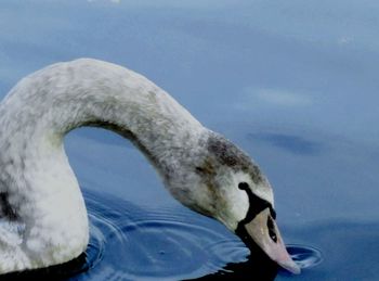 Close-up of swan swimming in lake