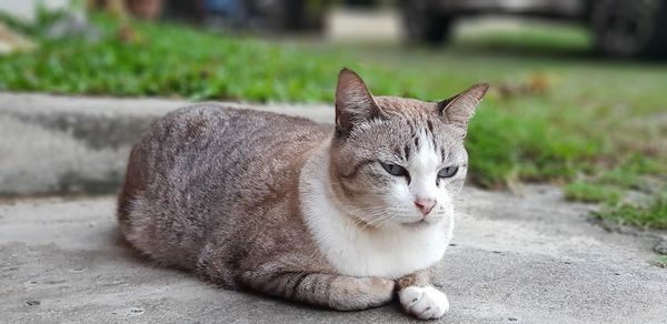 Portrait of a cat looking away