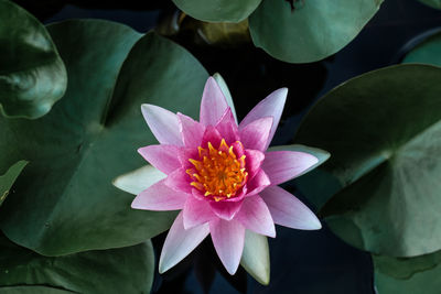 Close-up of pink water lily in pond