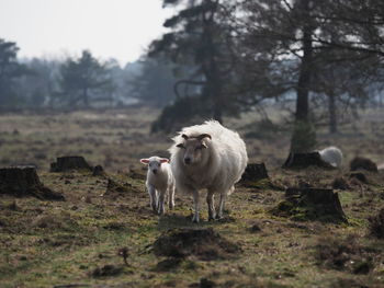 Sheep and lamb against trees