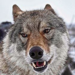 Close-up portrait of a wolf named vulcan