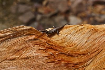 Close-up of insect on wood