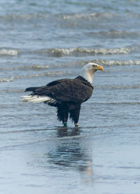 Bald eagle in sea