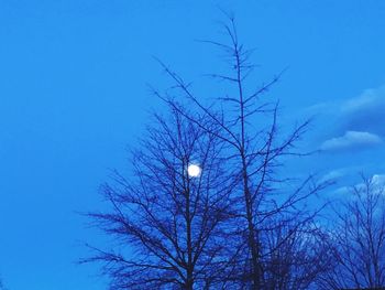 Low angle view of bare tree against blue sky