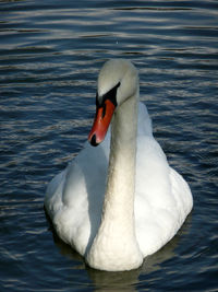 Swan swimming in lake