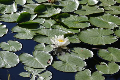 High angle view of flowering plant leaves in lake