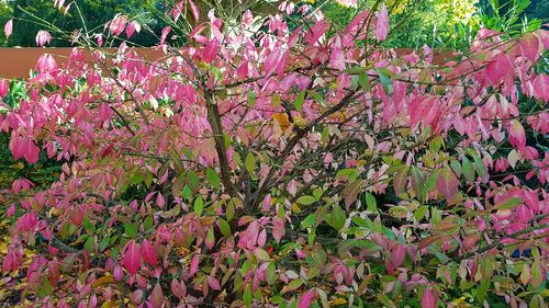 Close-up of pink flowers on tree