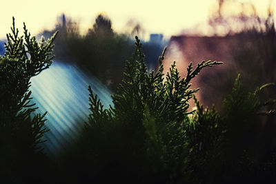 Close-up of plants against sky