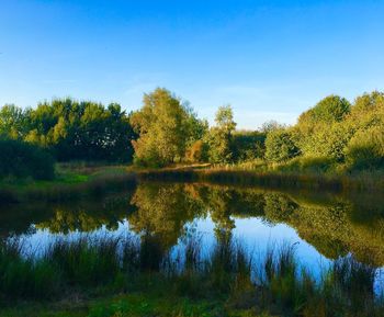 Reflection of trees in calm lake