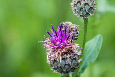 Close-up of bee on purple flower
