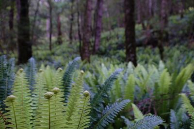 Close-up of plants growing in forest