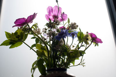 Close-up of flowers against sky