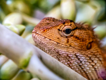 Close-up of lizard