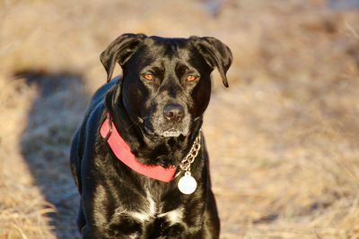 Portrait of black dog