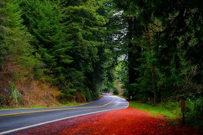 Empty road amidst redwood trees in forest