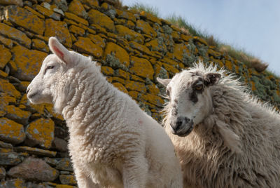 Sheep hebrides landscape