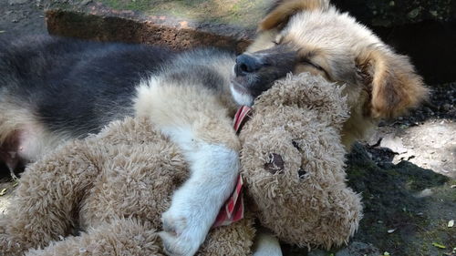 High angle view of dogs relaxing outdoors