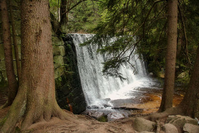 Scenic view of waterfall in forest