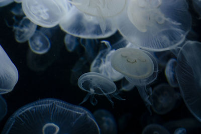 Jellyfishes swimming in aquarium berlin