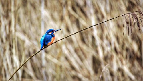 Close-up of bird perching on grass