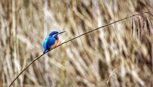 Kingfisher on a thin branch