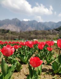 Red flowering plants growing on field