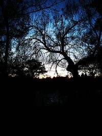 Silhouette bare trees in forest against sky