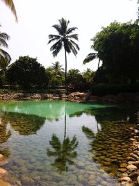 Reflection of palm trees in water