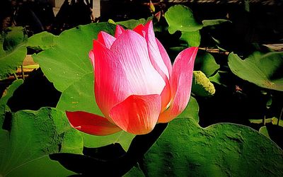 Close-up of pink flowers