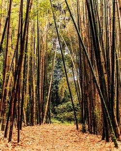 Trees growing in forest