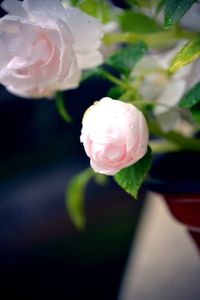 Close-up of pink rose