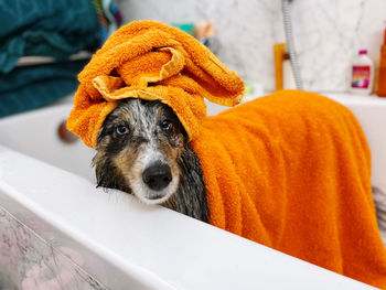 Close-up of dog in the bath tub