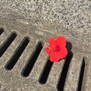 High angle view of flower on sand