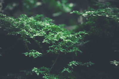 View of fresh green plants