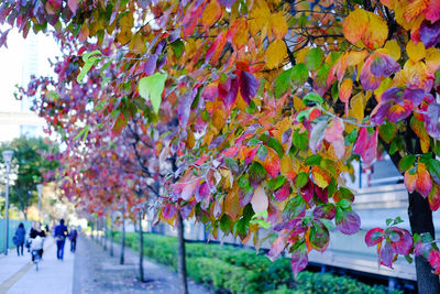 Autumn leaves on tree trunk