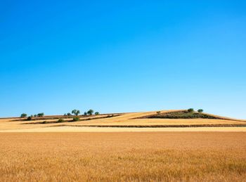 Scenic view of agricultural field against clear blue sky